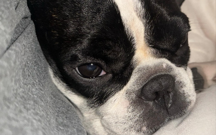 Słodki piesek odpoczywający na poduszce.