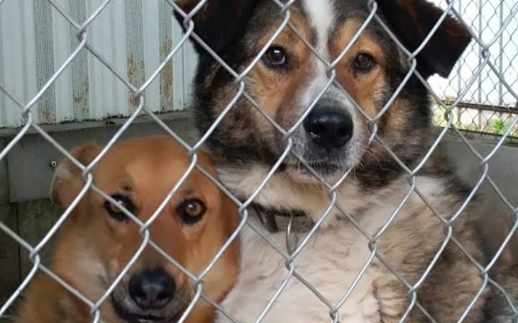 Dwa psy w klatce, czekają na adopcję w schronisku.