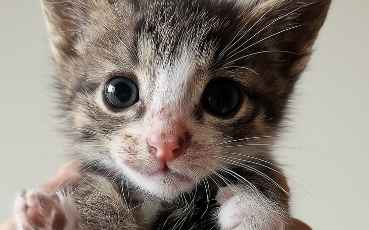 Mały kotek trzymany w rękach, z dużymi oczami.