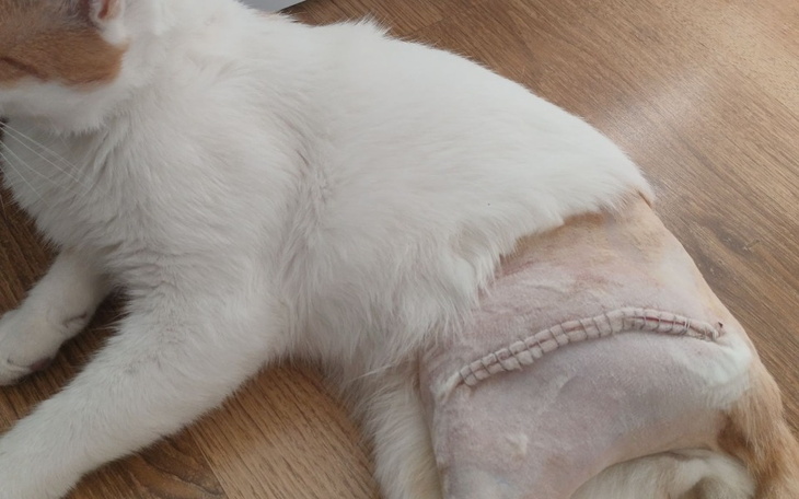 Zbiórka Pomoc na leczenie dla kota Simby - zdjęcie główne