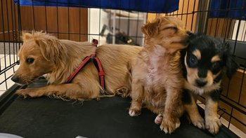 Zbiórka Pomóż Uwolnić Psy od Cierpienia! - miniaturka zdjęcia