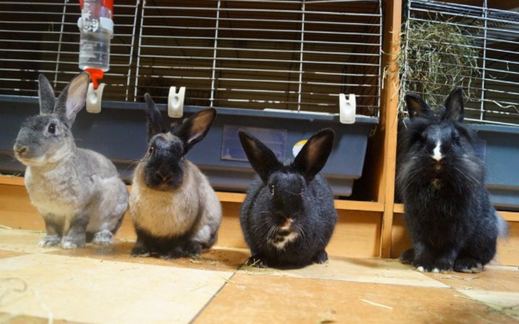 Zbiórka Remont Azylu - zdjęcie główne