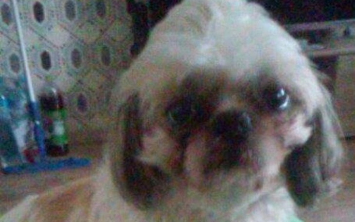 Zbiórka Rodzinna pizza. - zdjęcie główne