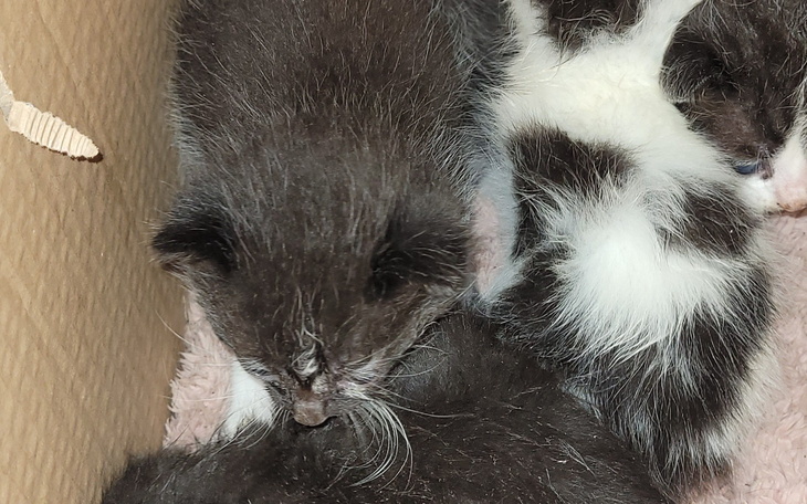 Kocięta w kartonowym pudełku, śpią obok siebie.