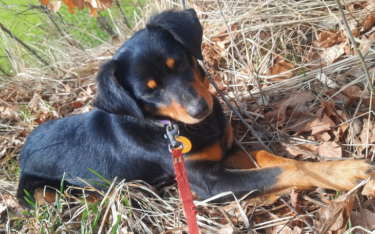 Zbiórka Sterylizacja szansą na adopcję - zdjęcie główne