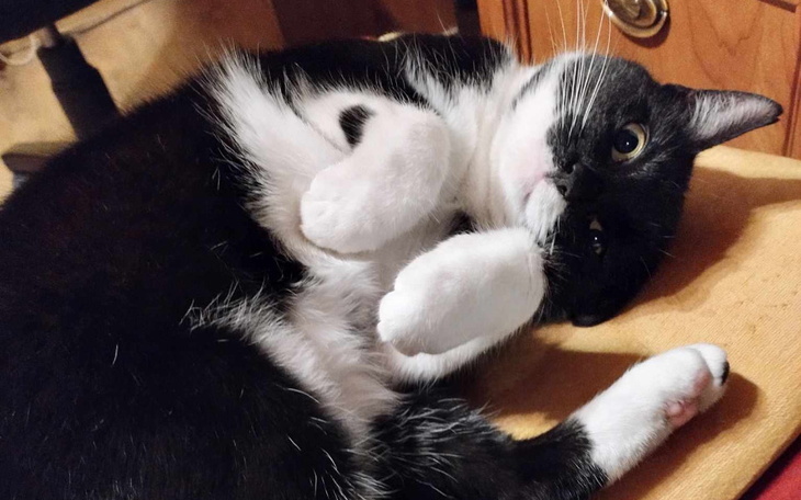 Zbiórka Na zadbanie o koteczkę Zosię - zdjęcie główne