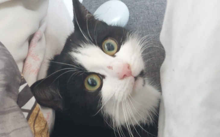 Zbiórka Pomóc w zebraniu na Karme - zdjęcie główne