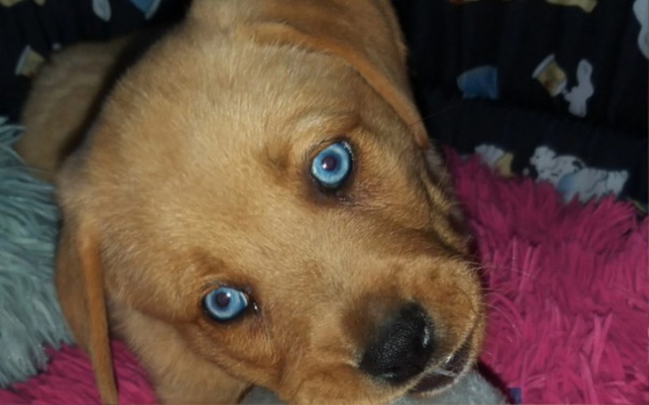 Zbiórka By uratować Molly :( - zdjęcie główne