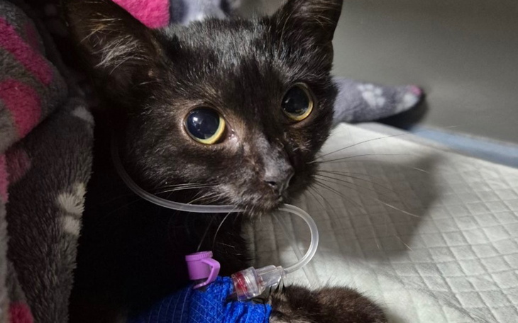 Mały czarny kotek z kroplówką.