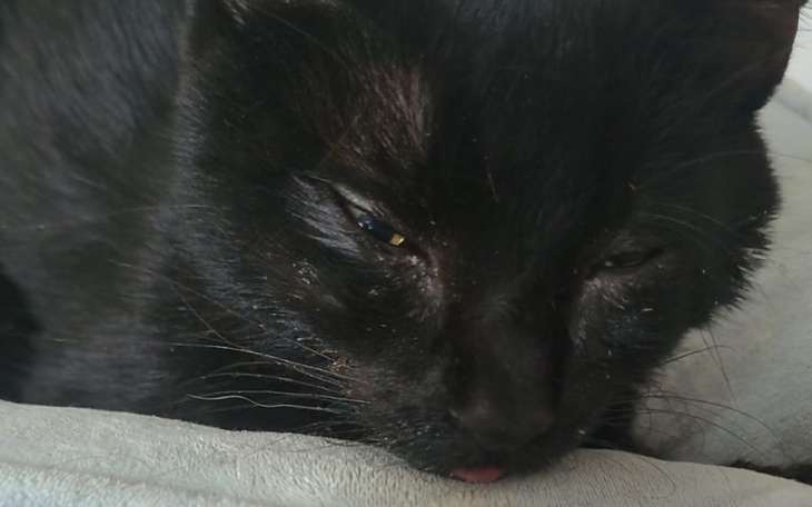 Czarny kot leżący na poduszce, z zamkniętymi oczami.