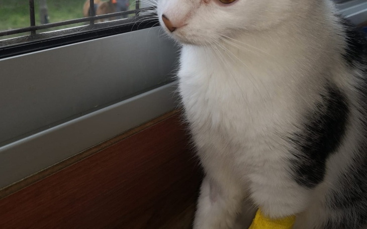 Kot z opatrunkiem na łapie, siedzący przy oknie.