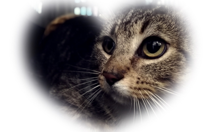 Zbiórka Rozdarte kocie serca krwawią... - zdjęcie główne