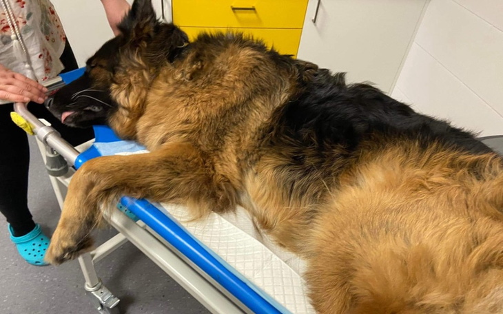 Zbiórka Operacja kręgosłupa, nowotwór - zdjęcie główne