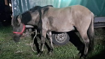 Zbiórka Deszczowa jutro jedzie na rzez! - miniaturka zdjęcia