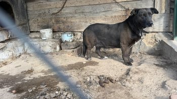Zbiórka Raził psa paralizatorem - miniaturka zdjęcia