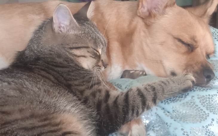 Zbiórka Na diagnostykę w celu białaczki - zdjęcie główne