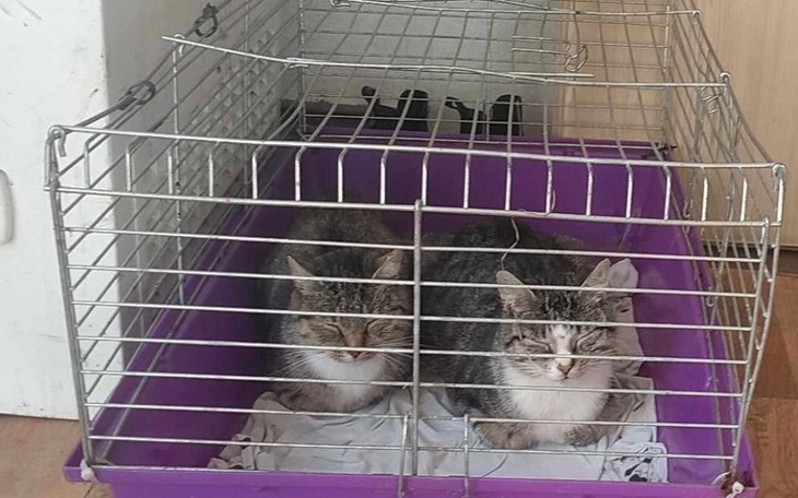 Dwa koty w klatce, wyglądające na zrelaksowane.