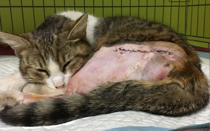 Zbiórka Kocurek po wypadku - LECZENIE - zdjęcie główne