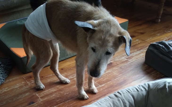 Zbiórka Potrzebne pampersy - zdjęcie główne