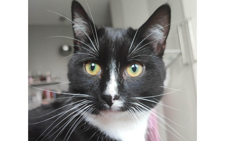 Zbiórka Uratujmy Zgredka - zdjęcie główne