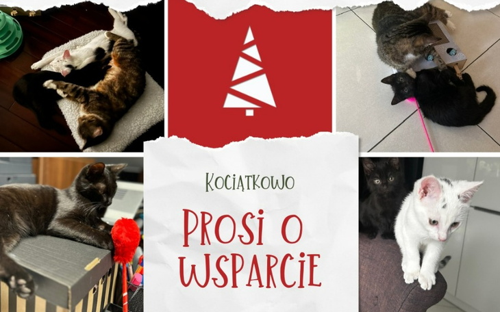 Zbiórka Prosimy o pomoc dla Kociątkowa - zdjęcie główne