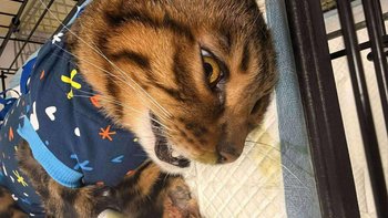 Zbiórka Ciało obce w brzuszku :( - miniaturka zdjęcia