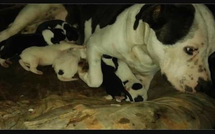 Zbiórka Transport i kojec dla suni - zdjęcie główne