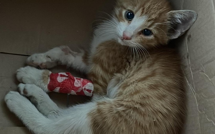 Zbiórka Na ratunek potrąconego kociaka - zdjęcie główne