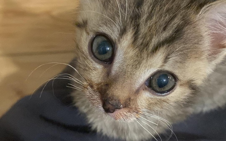 Zbiórka panleukopenia zabija kocięta - zdjęcie główne