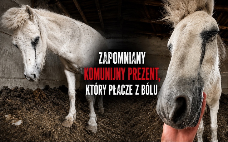 Krowa lub koń na zdjęciu z hasłem o zapomnianym prezentie
