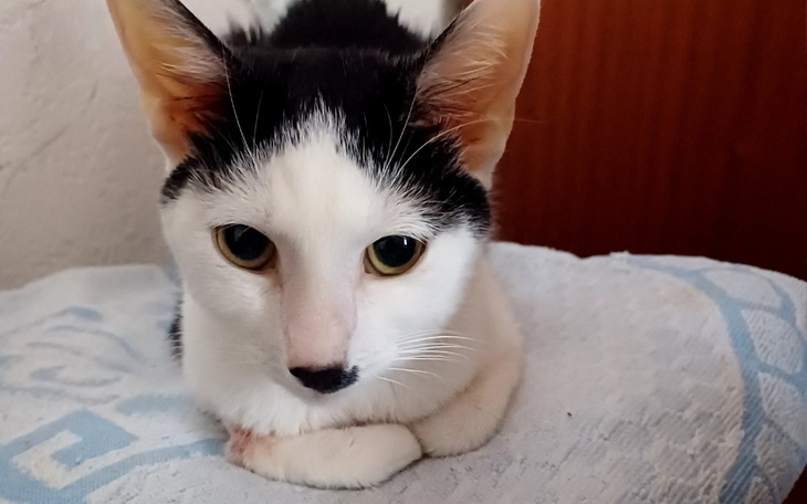 Biały kot leżący na niebieskiej poduszce.