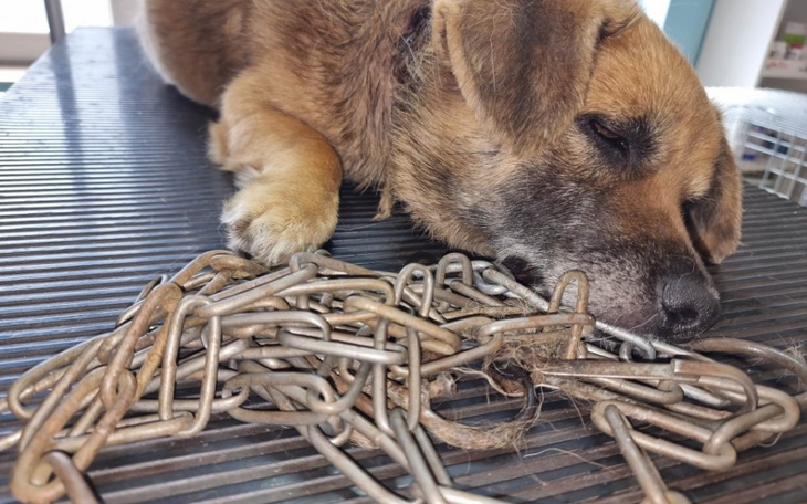Pies śpiący na stole, obok łańcuchy.