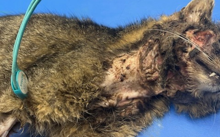 Ranny kot z uszkodzeniami na szyi.