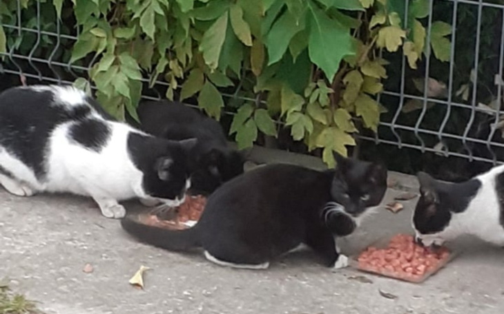 Zbiórka Na sterylizację kotów z Radomia - zdjęcie główne