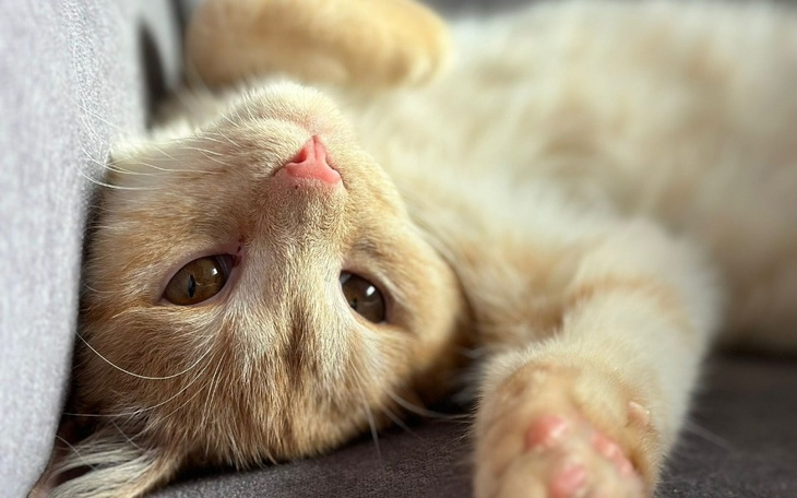 Zbiórka Leczenie i rehabilitacja Azyla - zdjęcie główne