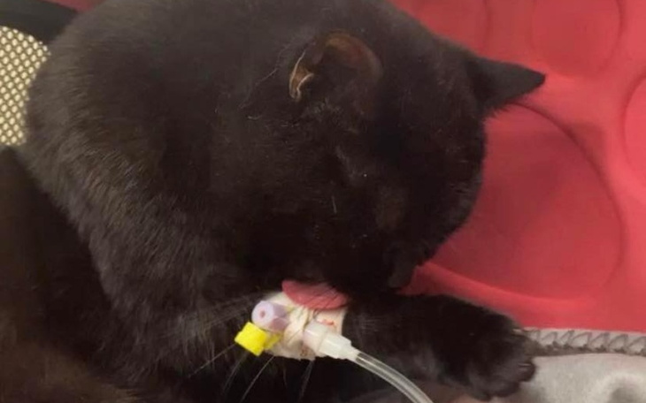 Zbiórka Henio walczy o życie - zdjęcie główne