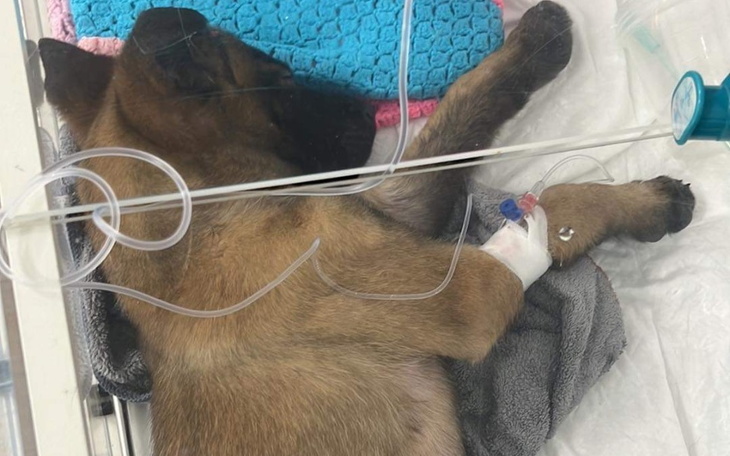 Zbiórka Operacja dla Falco - zdjęcie główne