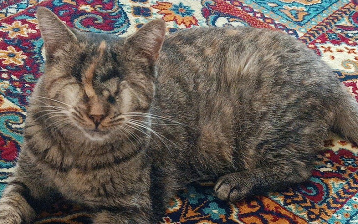 Zbiórka Ratujmy koty z Martą - zdjęcie główne