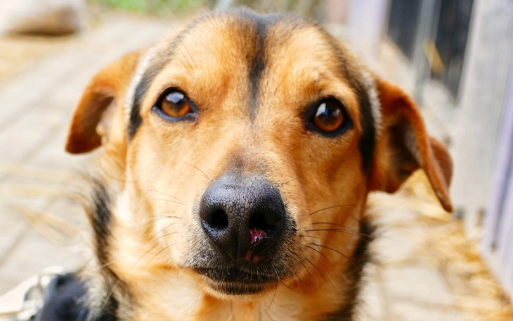 Zbiórka Start dla Krecika - zdjęcie główne