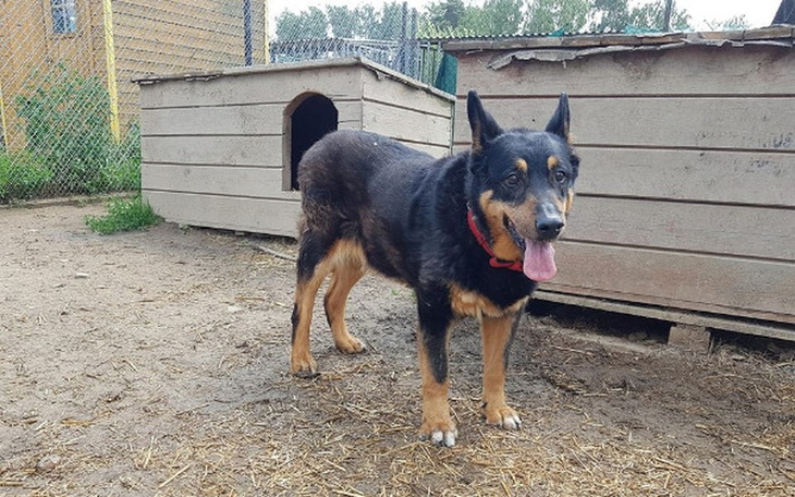 Zbiórka Zwrócona z adopcji Fiona - zdjęcie główne