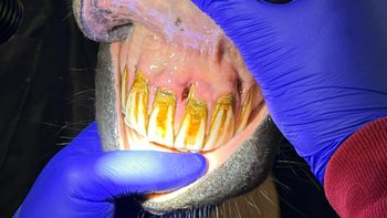 Zbiórka Końskie zdrowie - miniaturka zdjęcia