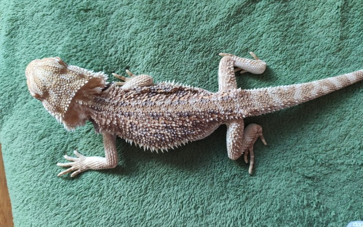 Zbiórka Leczenie i nowy dom dla agamy - zdjęcie główne