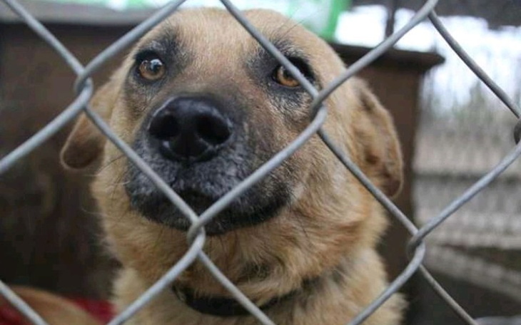Zbiórka Hotel dla psów w Małej Wsi - zdjęcie główne