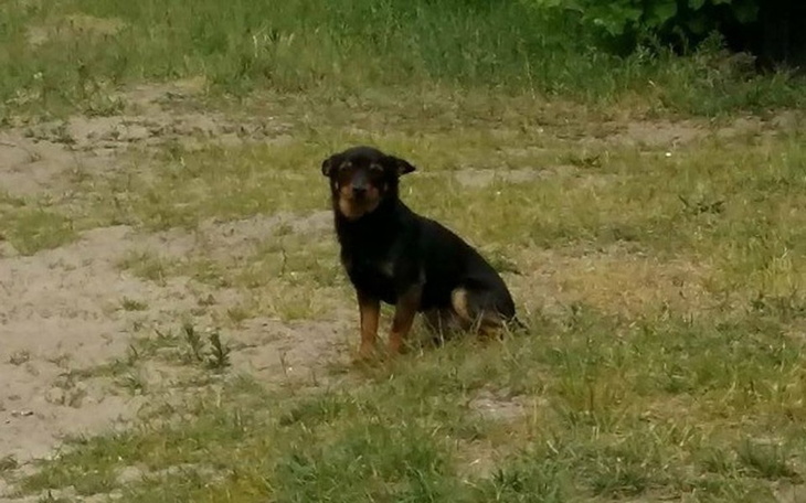 Zbiórka MALEŃSTWO przy DRODZE - POMOCY ! - zdjęcie główne