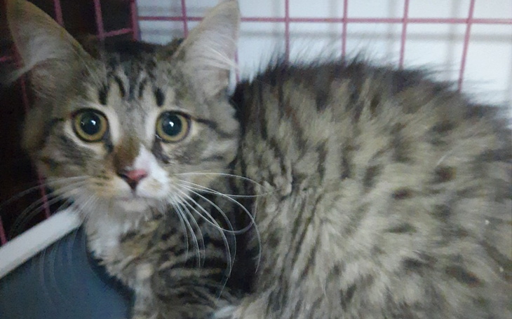 Przytulny kot z dużymi oczami w klatce.