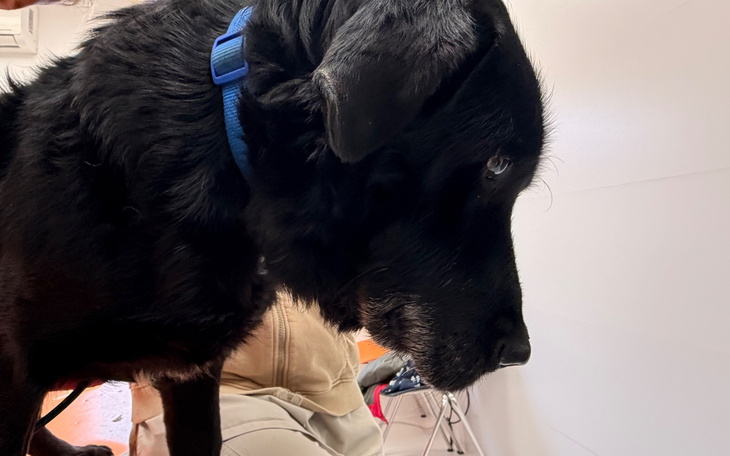 Czarny pies z nieco smutnym wyrazem twarzy.