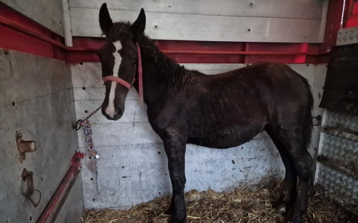 Młody koń w przyczepie, wygląda na nieco zdezorientowanego.
