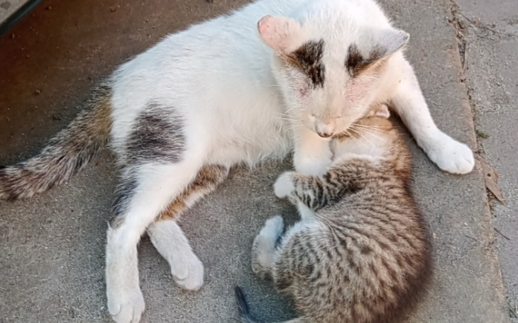 Zbiórka dla Łatka na leczenie - zdjęcie główne