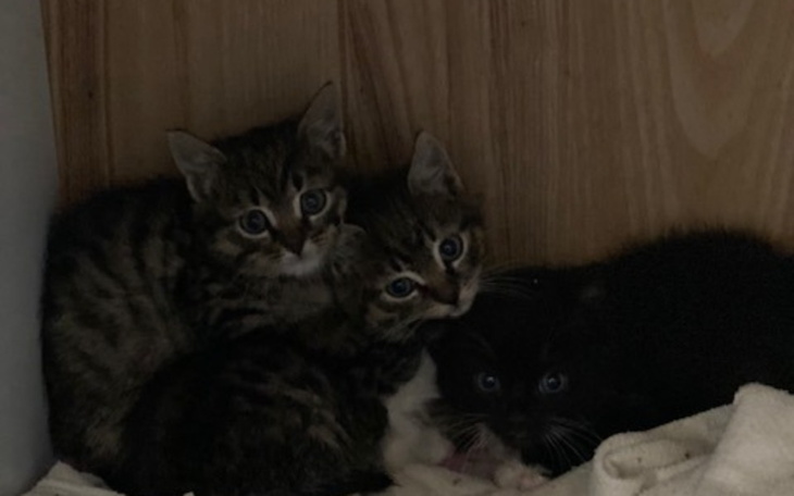 Cztery małe kotki przytulone do siebie w ciemnym kącie.