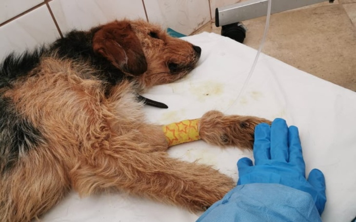 Zbiórka Parwowiroza w schronisku - zdjęcie główne